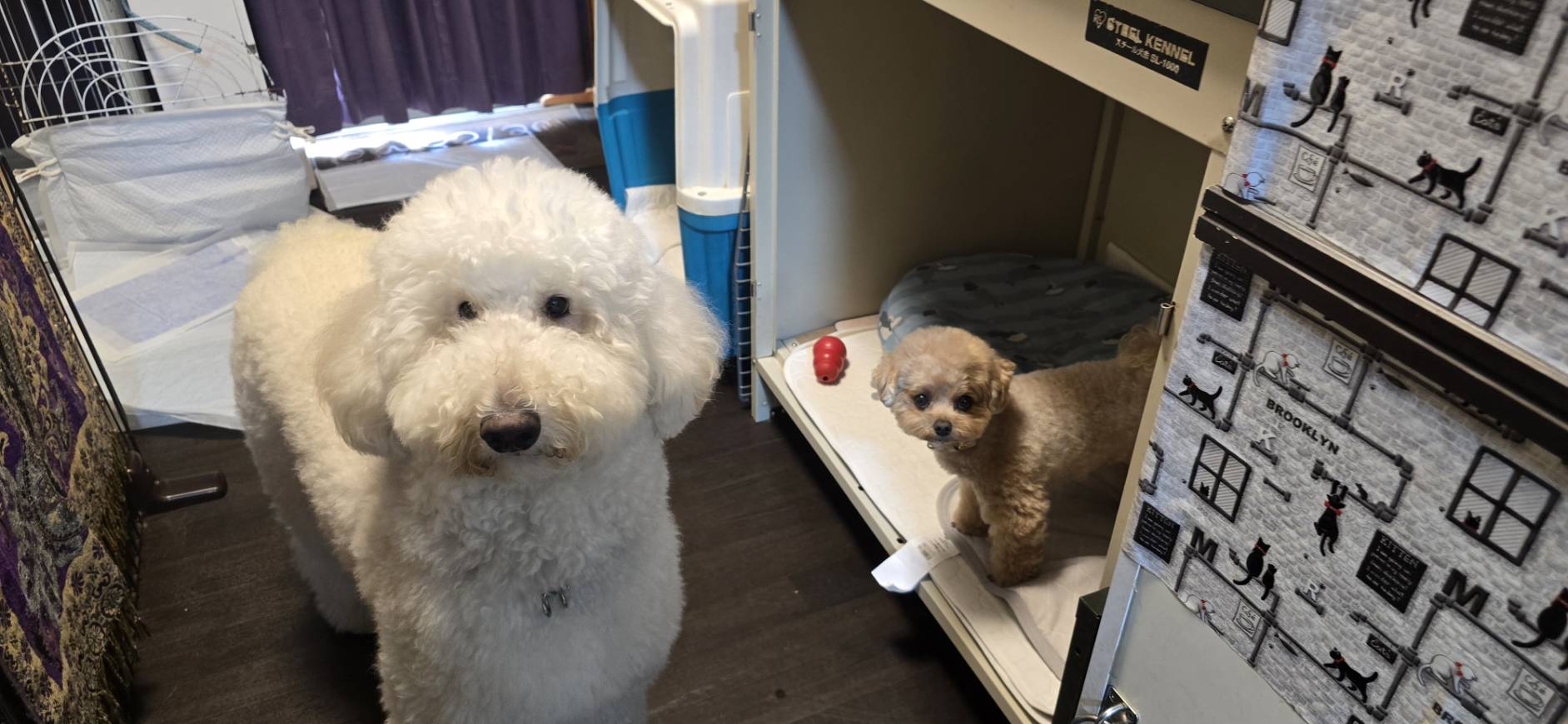 白くてふわふわの大きなわんちゃんと、ベッドの上に立つトイプードル