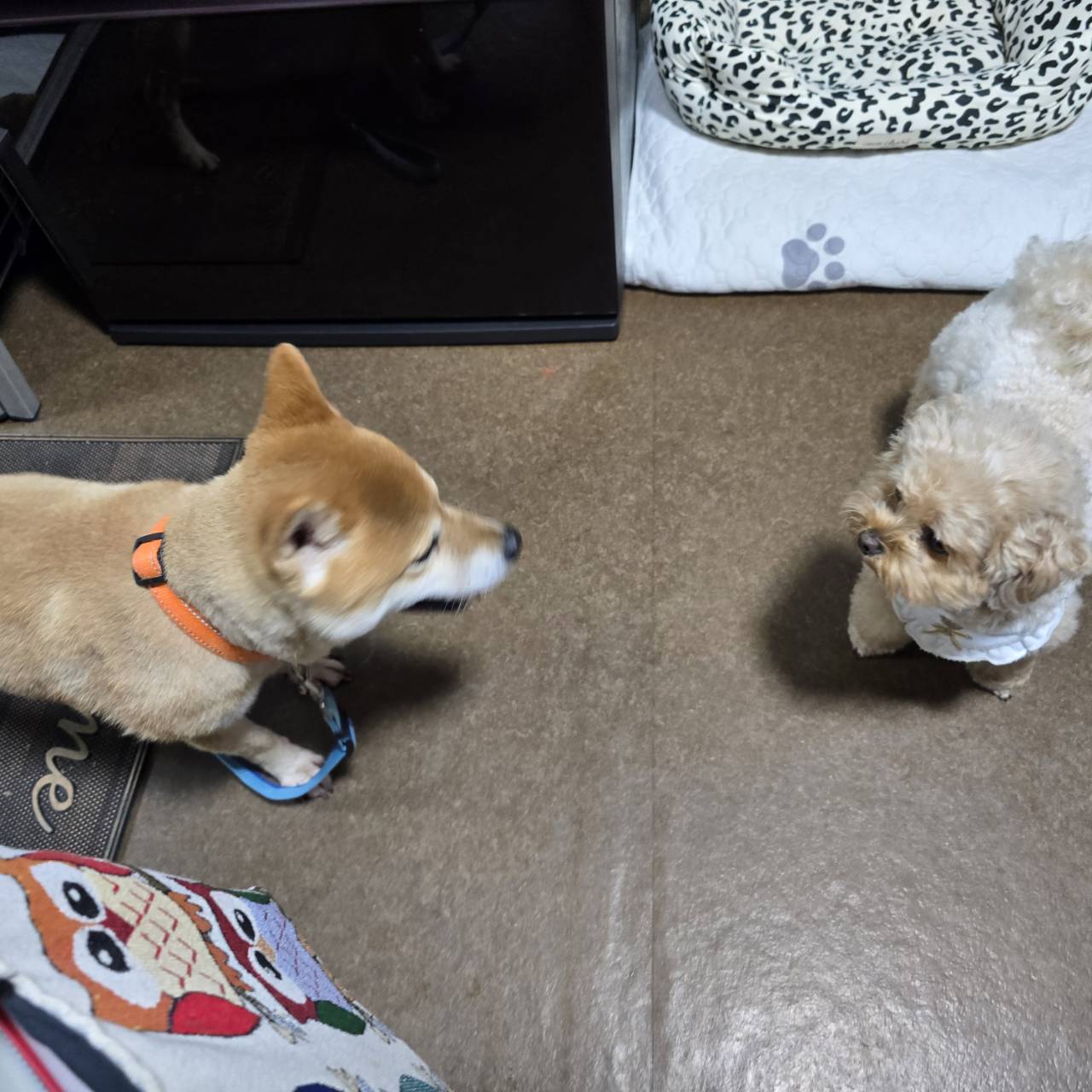 向かい合う柴犬とトイプードル