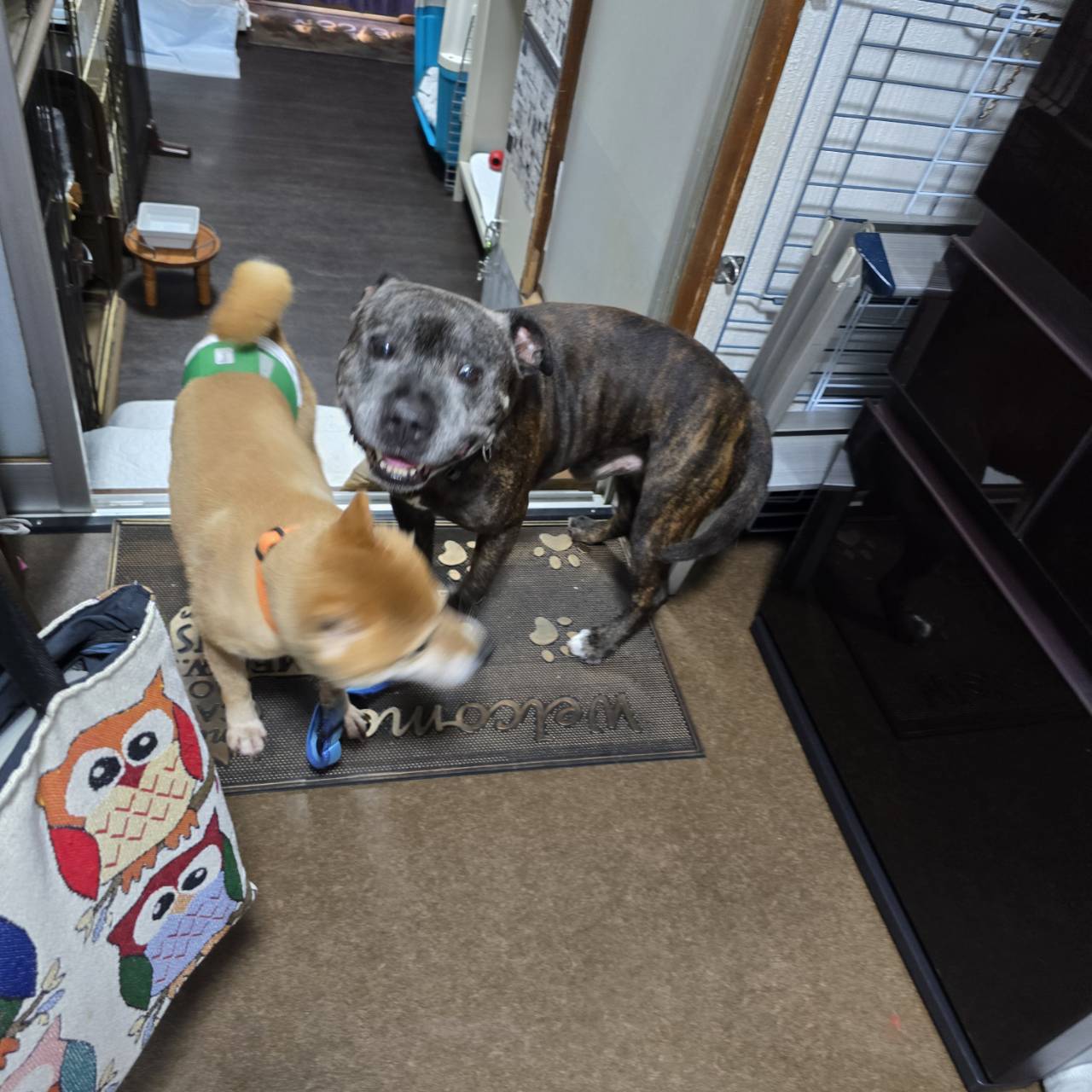 Welcomeのマットの上にいる、笑顔のわんちゃんと柴犬